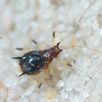 Aphididae