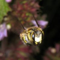 Anthidium florentinum