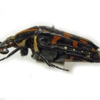 Ixorida elegans