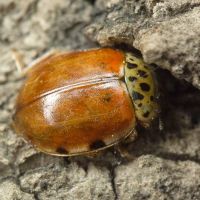 Harmonia quadripunctata