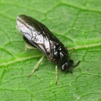 Argidae