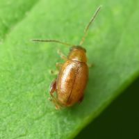 Longitarsus