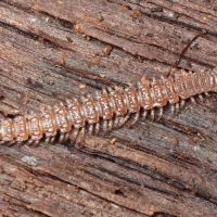 Myriapoda