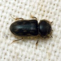 Heterocerus fenestratus
