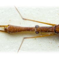 Hydrometra gracilenta