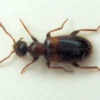 Hirticollis hispidus
