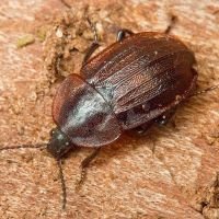 Phosphuga atrata