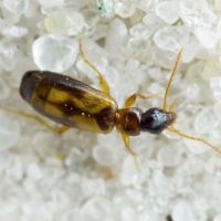 Philorhizus notatus
