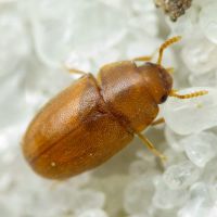 Pentaphyllus testaceus