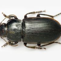 Anisodactylus (Pseudanisodactylus) signatus