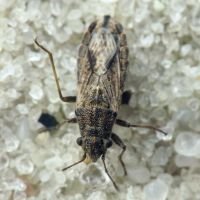 Ortholomus punctipennis