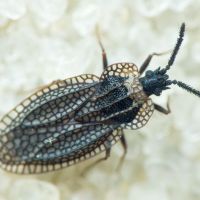 Kalama tricornis