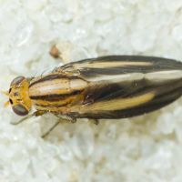 Peplomyza