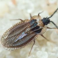 Kalama tricornis