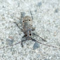 Mesosa curculionoides