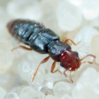 Euaesthetus ruficapillus