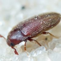 Trixagus leseigneuri