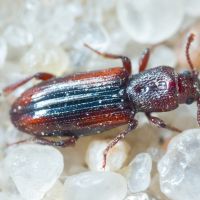 Bothrideres bipunctatus