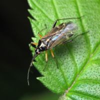 Harpocera thoracica