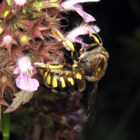 Anthidium florentinum