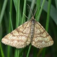 Ematurga atomaria