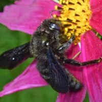 Xylocopa