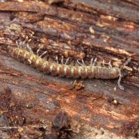 Myriapoda