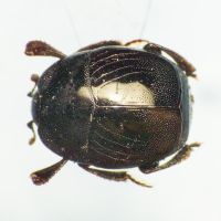 Saprinus semistriatus