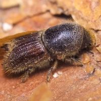 Ips sexdentatus
