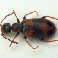 Anthicus antherinus