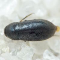 Anaspis