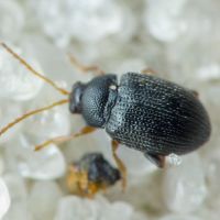Epitrix pubescens