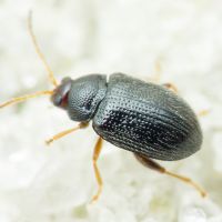 Epitrix pubescens