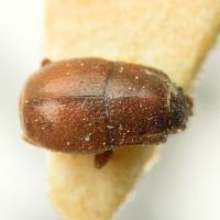 Plegaderus otti
