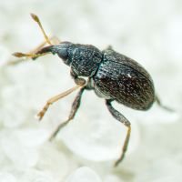 Exapion corniculatum