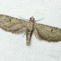 Eupithecia innotata/ochridata