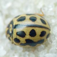 Tytthaspis sedecimpunctata
