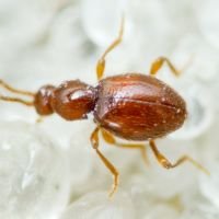 Scydmaenus rufus
