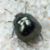 Coptosoma scutellatum