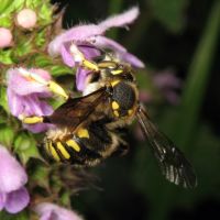 Anthidium florentinum