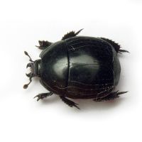 Hister unicolor