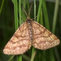 Ematurga atomaria