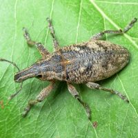 Cleonis pigra