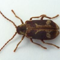 Ptinomorphus imperialis