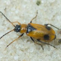 Phyllobrotica elegans
