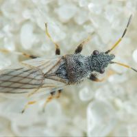 Microplax interrupta