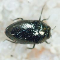 Trachys scrobiculatus