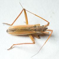 Miridae