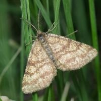 Ematurga atomaria