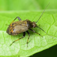 Polymerus (Polymerus) nigrita